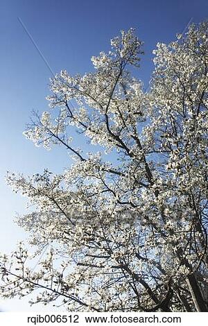 Stock Image - Cherry tree and sky. Fotosearch