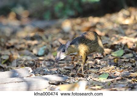Picture - Chevrotain. Fotosearch