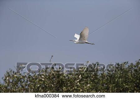 Chinese Egret View Large Photo Image Picture - Chinese Egret. Fotosearch