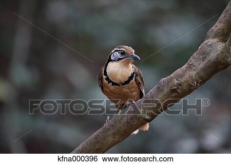 Chinese Hwamei View Large Photo Image Stock Photograph - Chinese Hwamei. Fotosearch