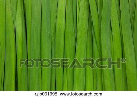 Chinese Leek View Large Photo Image Stock Photography - Chinese Leek. Fotosearch