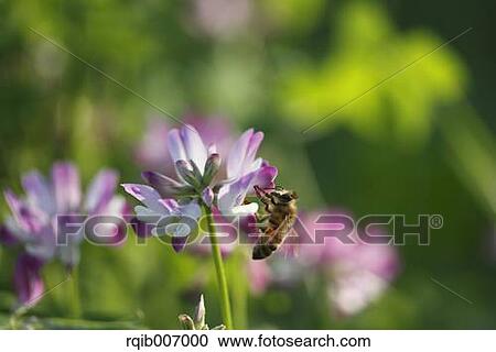 Stock Image - Chinese Milk Vetch. Fotosearch