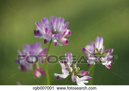 Stock Image - Chinese Milk Vetch. Fotosearch