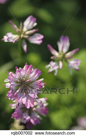 Chinese Milk Vetch View Large Photo Image Stock Image - Chinese Milk Vetch. Fotosearch