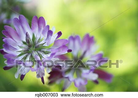 Chinese Milk Vetch View Large Photo Image Stock Image - Chinese Milk Vetch. Fotosearch