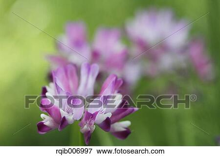 Chinese Milk Vetch View Large Photo Image Stock Photo - Chinese Milk Vetch. Fotosearch