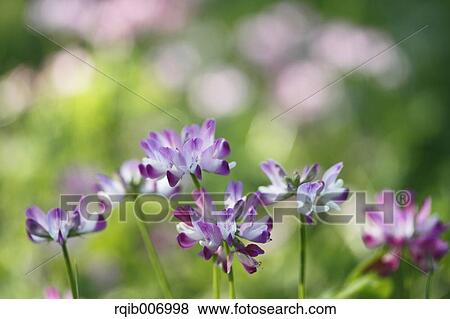 Stock Photo - Chinese Milk Vetch. Fotosearch