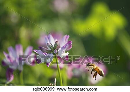 Chinese Milk Vetch View Large Photo Image Stock Photo - Chinese Milk Vetch. Fotosearch