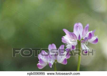 Chinese Milk Vetch View Large Photo Image Stock Photography - Chinese Milk Vetch. Fotosearch