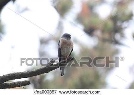 Stock Photo - Chinese Sparrowhawk. Fotosearch
