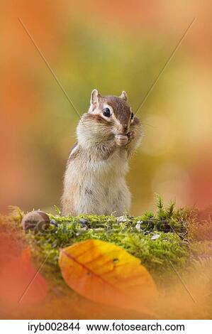 Chipmunk View Large Photo Image Picture - Chipmunk. Fotosearch