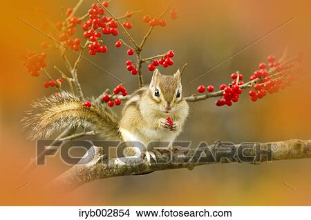 Chipmunk View Large Photo Image Picture - Chipmunk. Fotosearch