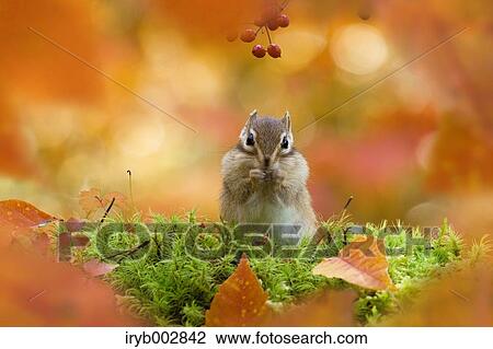 Chipmunk View Large Photo Image Stock Image - Chipmunk. Fotosearch