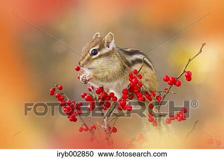 Chipmunk View Large Photo Image Stock Image - Chipmunk. Fotosearch
