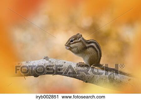Chipmunk View Large Photo Image Stock Image - Chipmunk. Fotosearch
