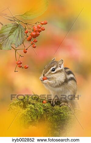 Stock Image - Chipmunk. Fotosearch