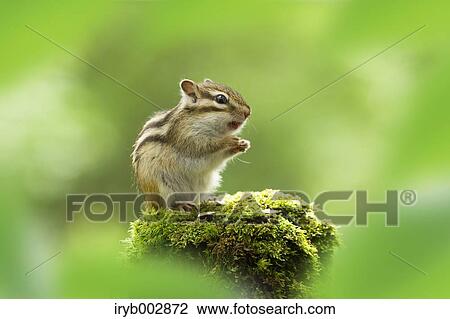 Stock Image - Chipmunk. Fotosearch