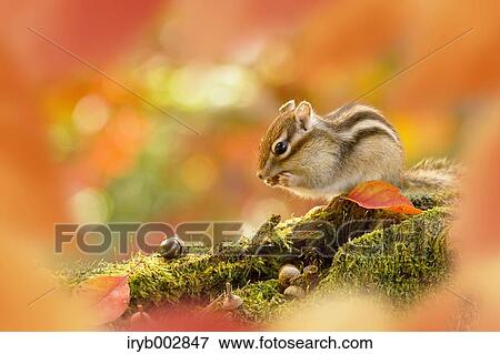 Stock Photo - Chipmunk. Fotosearch