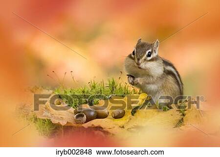 Stock Photo - Chipmunk. Fotosearch