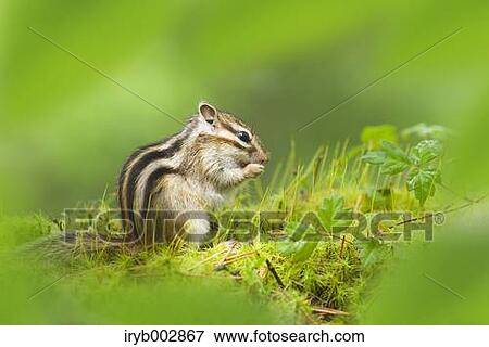 Stock Photo - Chipmunk. Fotosearch