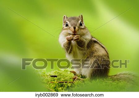 Stock Photo - Chipmunk. Fotosearch