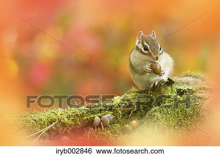Stock Photograph - Chipmunk. Fotosearch
