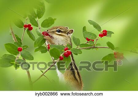 Chipmunk View Large Photo Image Stock Photograph - Chipmunk. Fotosearch
