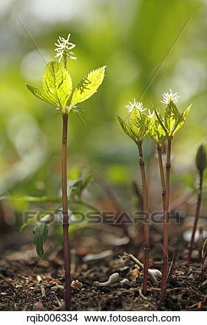 Picture - Chloranthus Japonicus. Fotosearch