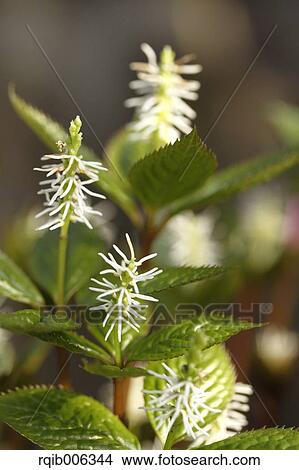 Chloranthus Japonicus View Large Photo Image Picture - Chloranthus Japonicus. Fotosearch