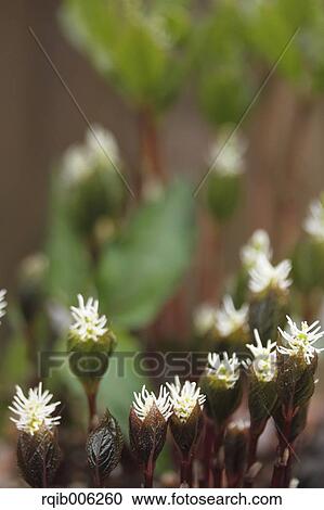 Chloranthus Japonicus View Large Photo Image Stock Image - Chloranthus Japonicus. Fotosearch