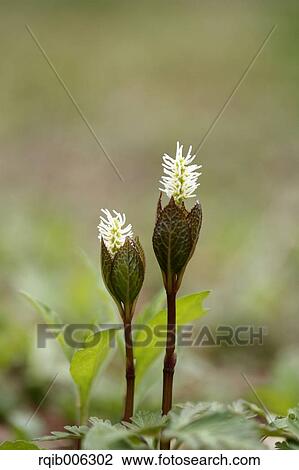 Stock Image - Chloranthus Japonicus. Fotosearch