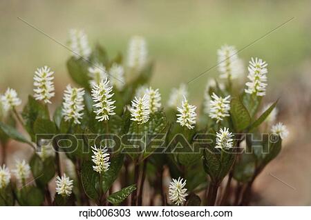 Chloranthus Japonicus View Large Photo Image Stock Image - Chloranthus Japonicus. Fotosearch