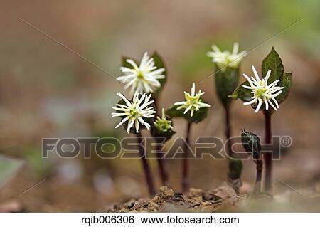 Chloranthus Japonicus View Large Photo Image Stock Photograph - Chloranthus Japonicus. Fotosearch