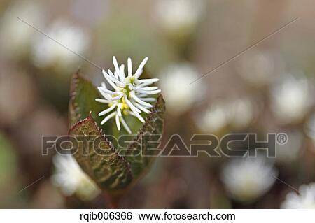 Chloranthus Japonicus View Large Photo Image Stock Photograph - Chloranthus Japonicus. Fotosearch