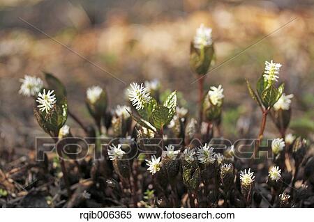 Chloranthus Japonicus View Large Photo Image Stock Photography - Chloranthus Japonicus. Fotosearch