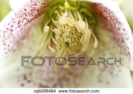 Picture - Christmas rose. Fotosearch