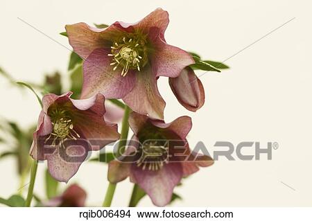 Christmas rose View Large Photo Image Picture - Christmas rose. Fotosearch