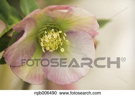 Christmas rose View Large Photo Image Stock Image - Christmas rose. Fotosearch