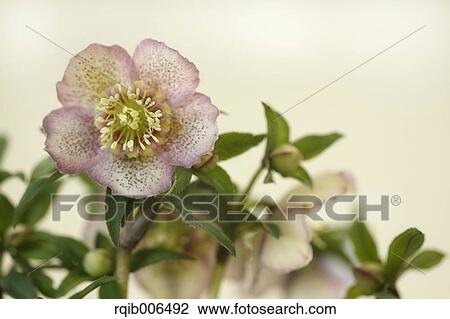 Christmas rose View Large Photo Image Stock Image - Christmas rose. Fotosearch