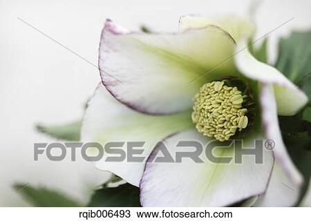 Stock Image - Christmas rose. Fotosearch