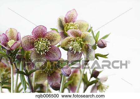 Christmas rose View Large Photo Image Stock Image - Christmas rose. Fotosearch
