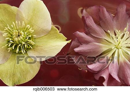 Christmas rose View Large Photo Image Stock Image - Christmas rose. Fotosearch