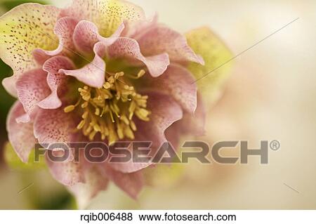 Stock Photo - Christmas rose. Fotosearch