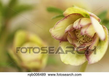 Christmas rose View Large Photo Image Stock Photo - Christmas rose. Fotosearch
