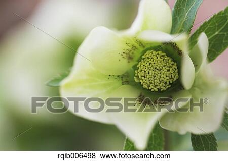 Christmas rose View Large Photo Image Stock Photo - Christmas rose. Fotosearch