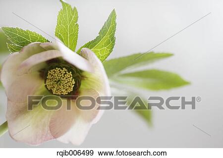 Christmas rose View Large Photo Image Stock Photo - Christmas rose. Fotosearch