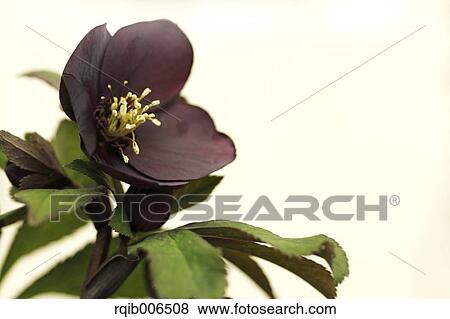 Christmas rose View Large Photo Image Stock Photo - Christmas rose. Fotosearch