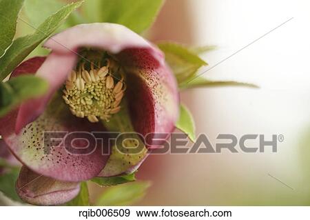 Christmas rose View Large Photo Image Stock Photo - Christmas rose. Fotosearch