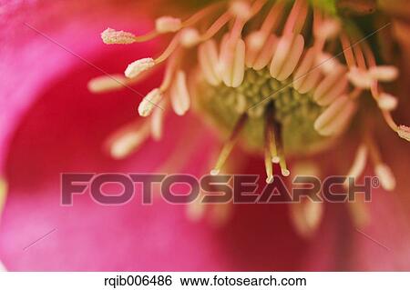 Christmas rose View Large Photo Image Stock Photograph - Christmas rose. Fotosearch