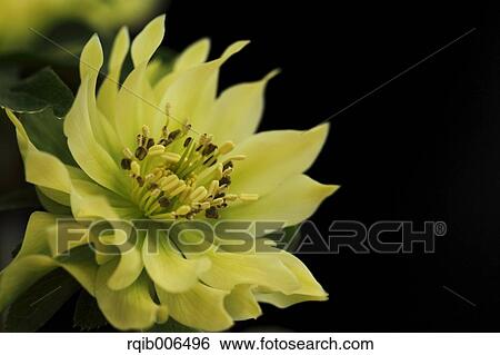 Stock Photograph - Christmas rose. Fotosearch